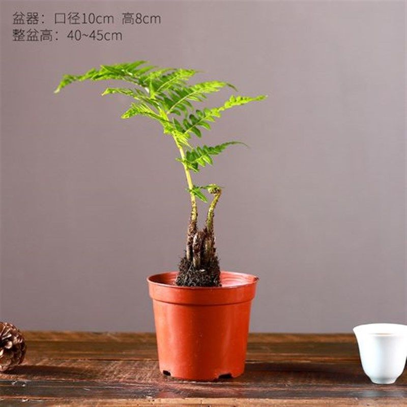 盆景胎生狗脊蕨一叶蕨类植物老桩网红蕨室内绿植造景禅意中式盆栽