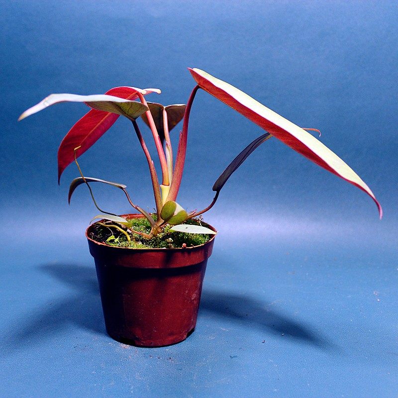 包邮小圣灵蔓绿绒室内绿植观赏植物客厅大叶片办公室桌面可水培耐,鲜花速递/花卉仿真/绿植园艺,绿植,淘宝优惠券,粉丝福利购,淘宝优惠卷