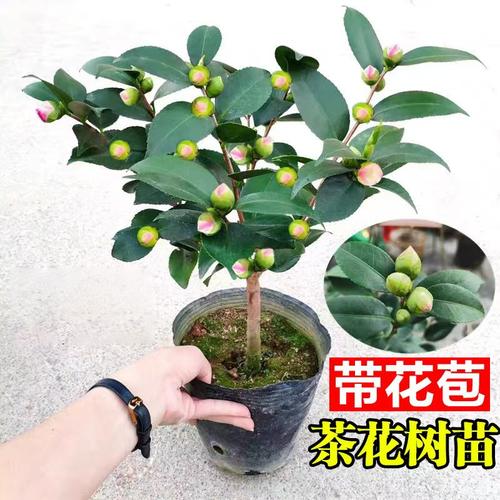 香妃茶花盆栽带苞山树苗室