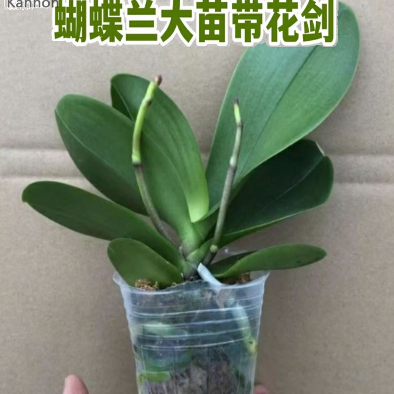蝴蝶兰带花苞剑大苗盆栽绿