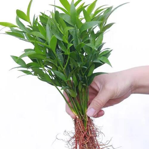 驱蚊竹柏水培植物室内养绿