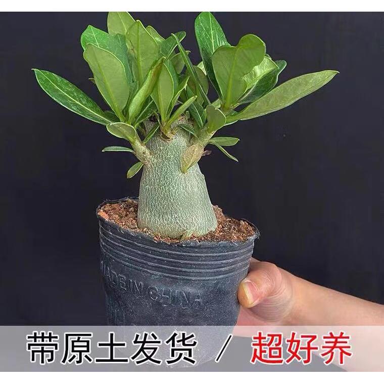 沙漠玫瑰盆栽3年四季开花
