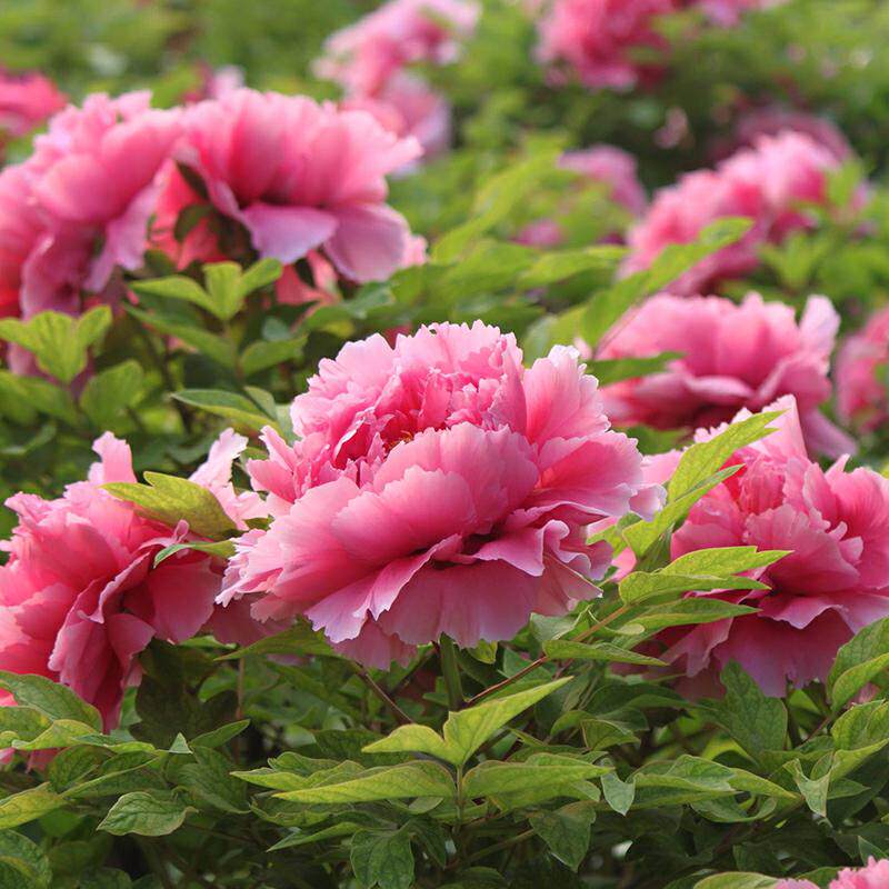 菏泽牡丹花苗大苗带芽发货耐寒盆栽室内阳台庭院观花花卉植物
