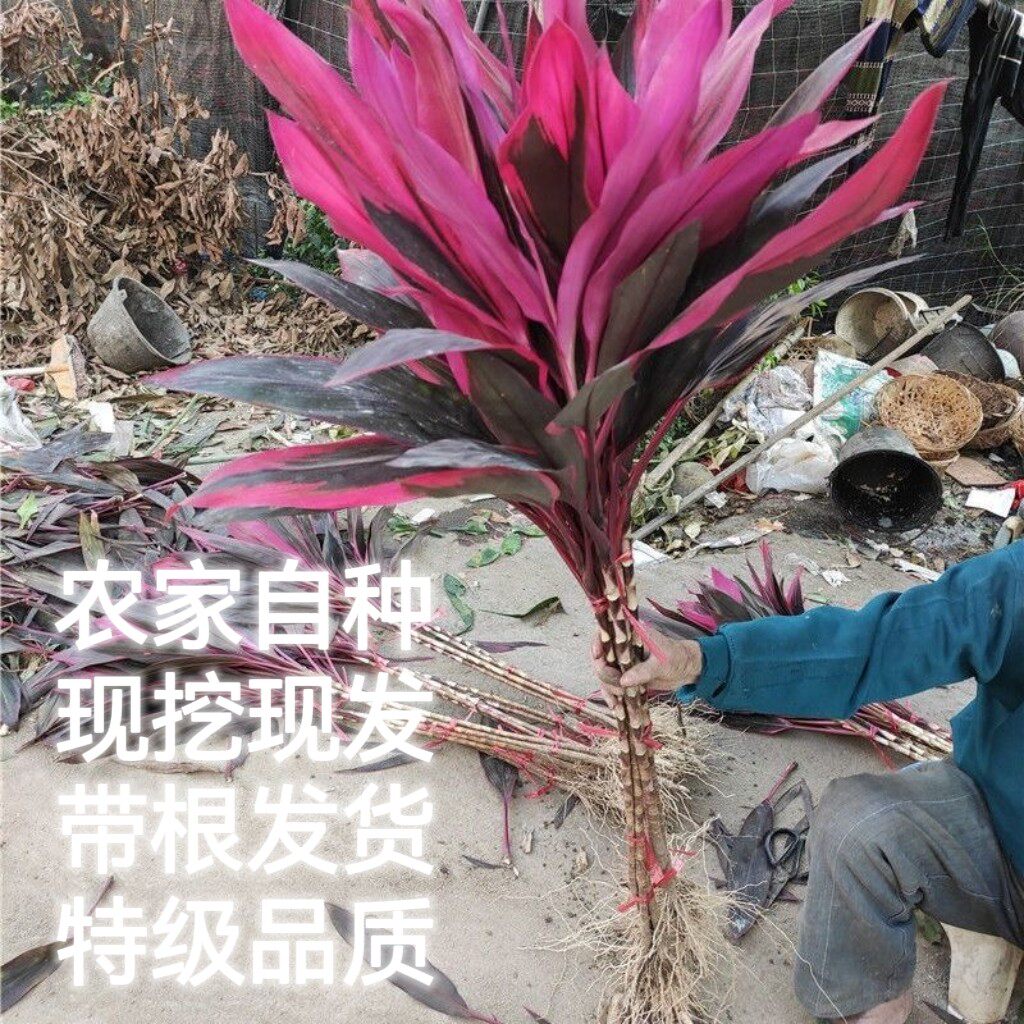 带根紫竹大叶鸿运当头富贵竹水培植物绿植室内客厅花卉盆栽观音竹