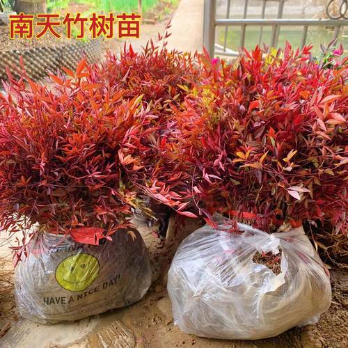 南天竹树苗火焰室内盆景好