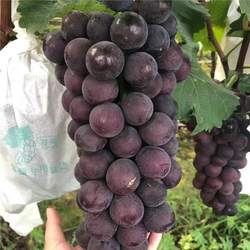 新品种藤稔葡萄特大乒乓球葡萄苗巨峰树苗南北方四季种植当年结果