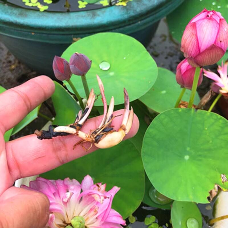 水培碗莲种藕小型荷花成品苗正宗碗莲根茎四季室内外睡莲水养花卉