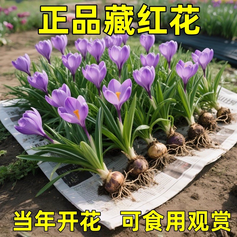 药用藏红花种球盆栽耐寒耐冻花卉番红花种球室内室外药材易养绿植,文具电教/文化用品/商务用品,票夹/长尾夹,淘宝优惠券,粉丝福利购,淘宝优惠卷