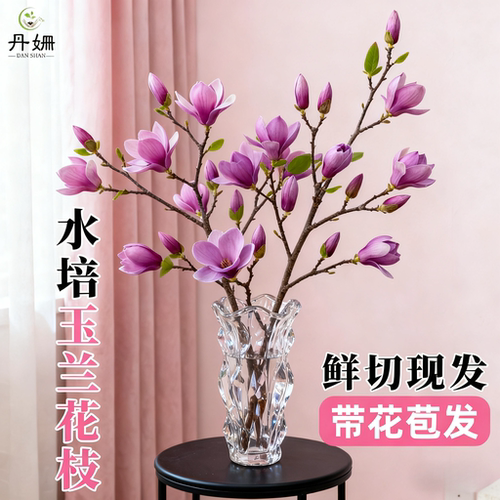 玉兰花鲜切现发水培植物带