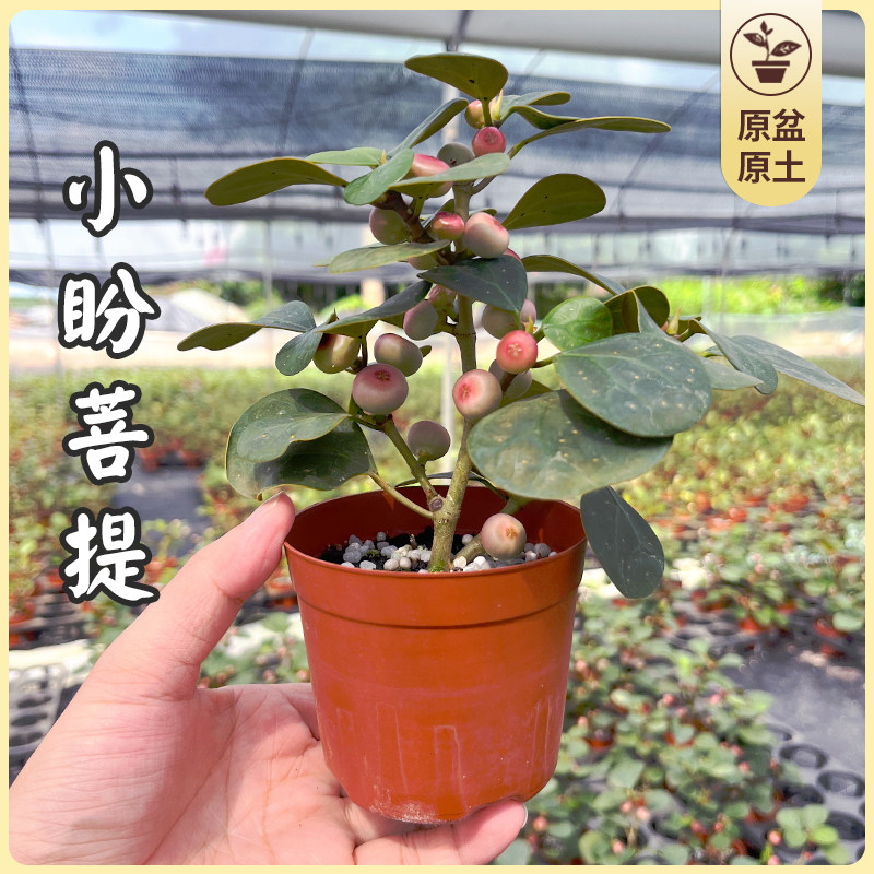 禅意小盼菩提树盆栽带果室内客厅桌面绿植办公室四季好养盆景植物