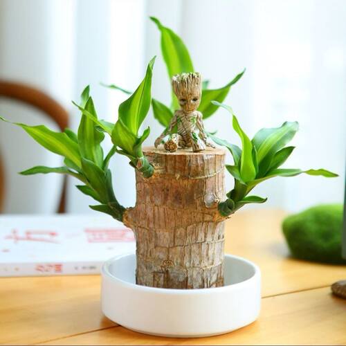 带芽巴西木开花水培格鲁特
