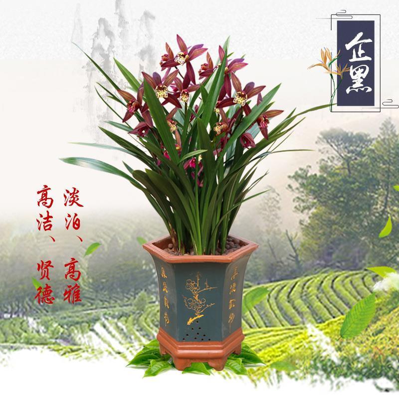 名贵花卉兰浓香型苗墨春建