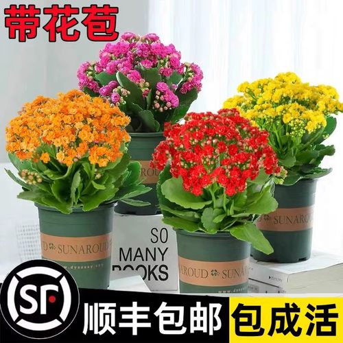 长寿花盆栽重瓣大带苞苗室