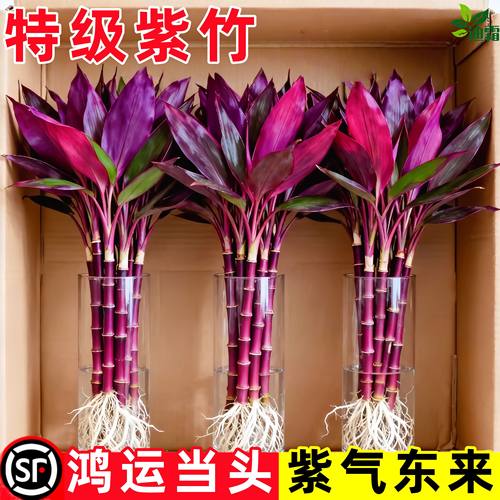 紫竹鸿运当头富贵水培植物