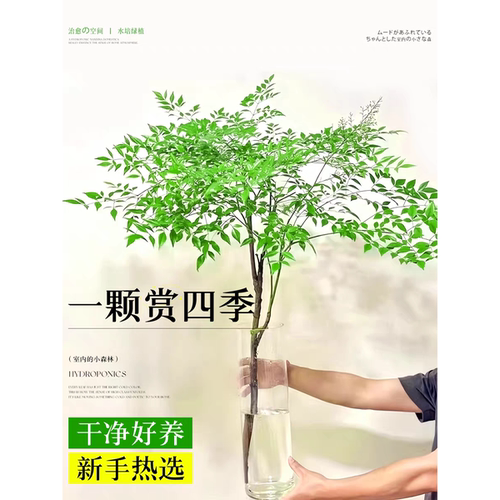 南天竹盆栽水培植物客厅真