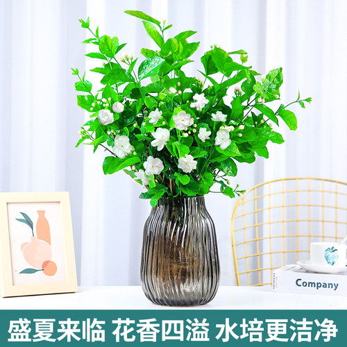 水培植物茉莉花盆栽花苗带花苞花卉植物室内阳台绿植浓香四季开花-封面
