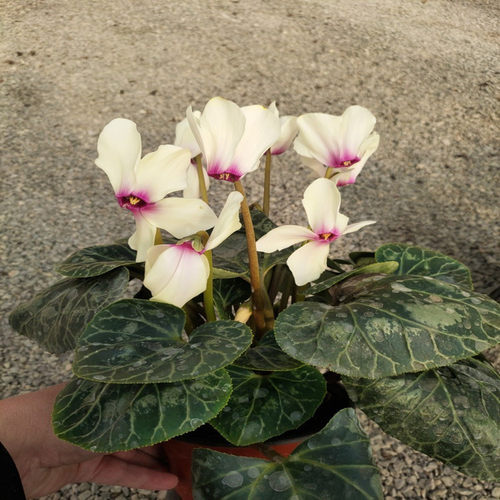 一代仙客来年宵带花盆栽兔