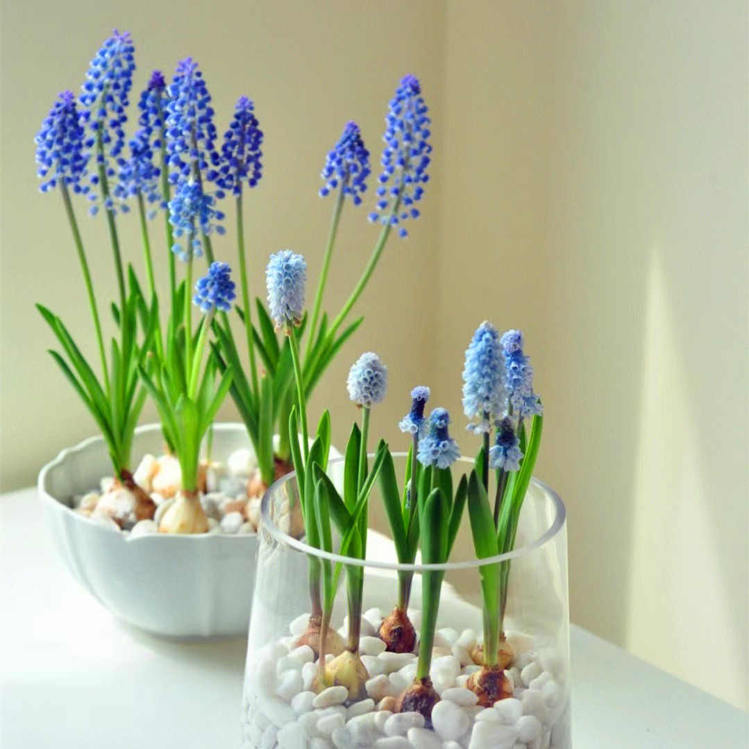 进口葡萄风信子种球土培水