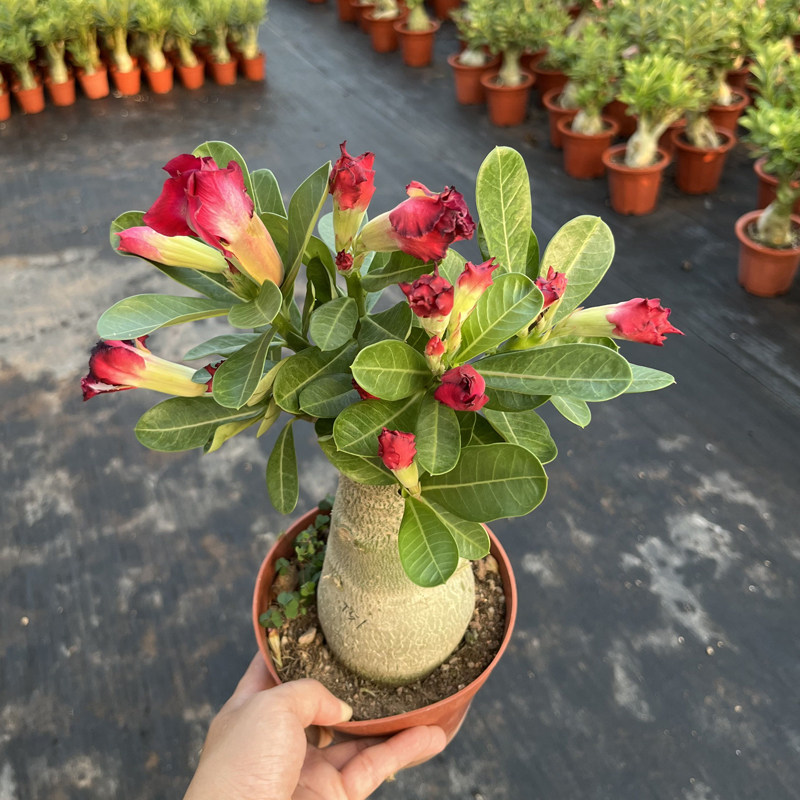 沙漠玫瑰盆栽花卉植物室内花阳台绿植老桩重瓣多色带花苞多肉盆景