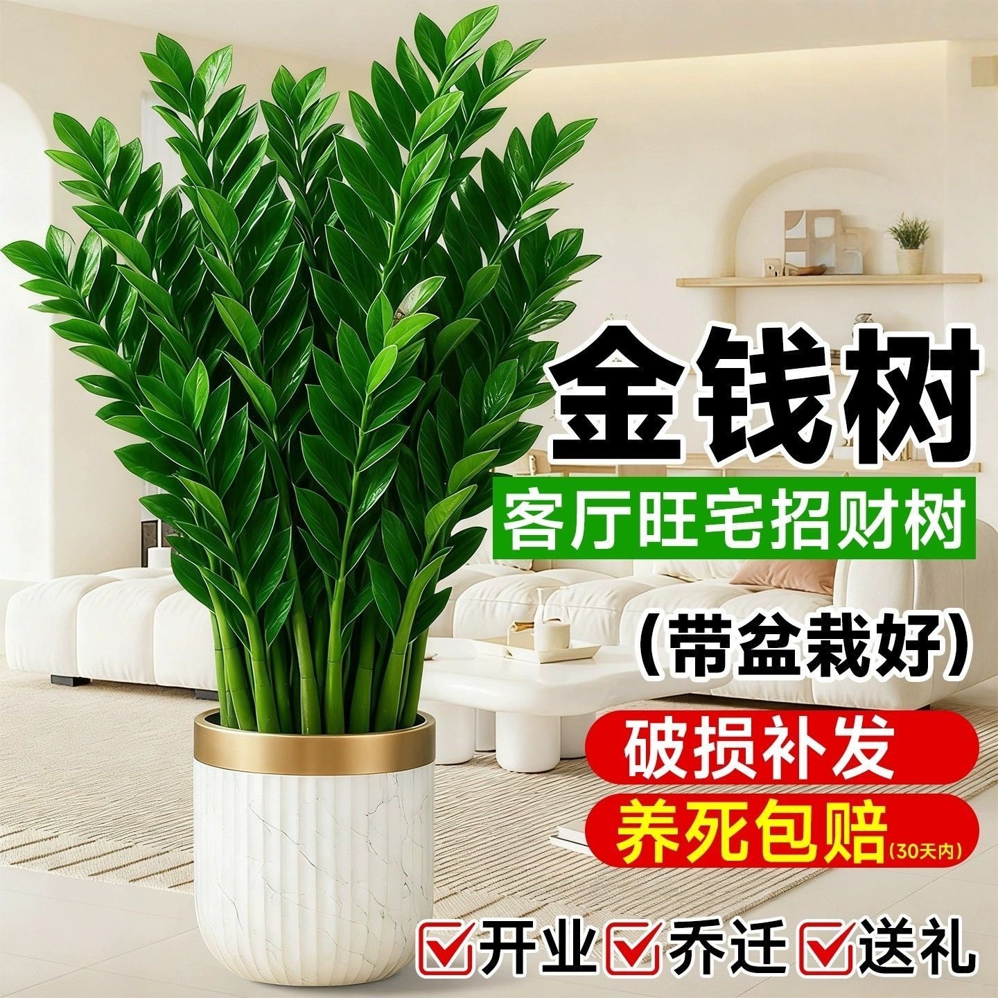 金钱树盆栽室内植物钱串子办公室客厅发财绿植花卉四季常青装饰品,文具电教/文化用品/商务用品,活页胶圈,淘宝优惠券,粉丝福利购,淘宝优惠卷