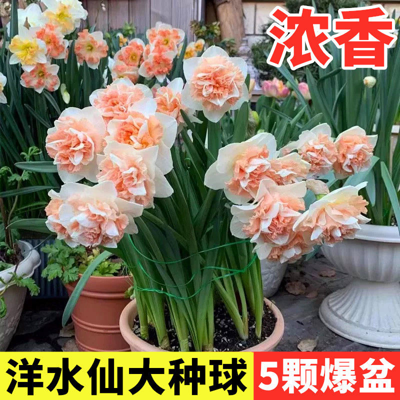 洋水仙种球重瓣水养花室内盆栽苗四季水培花卉耐寒植物郁金香种子