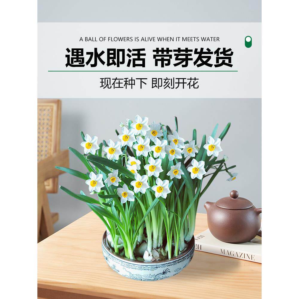 水仙花盆栽水养带芽郁金香种球办公桌面室内水培绿植物风信子花卉