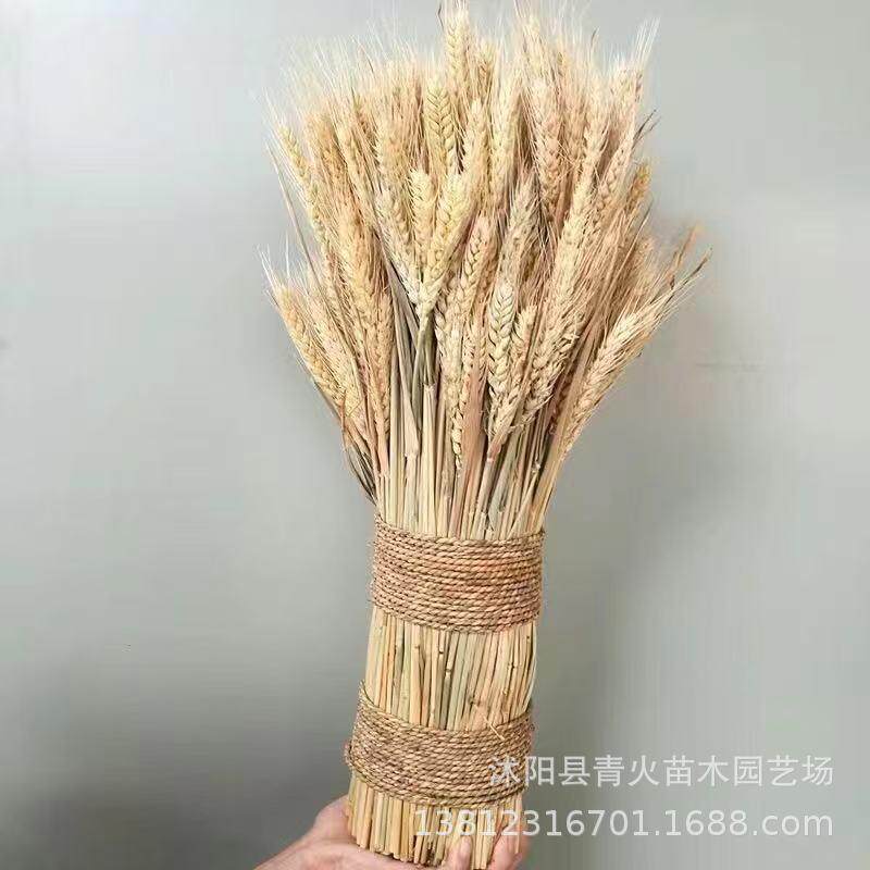 然麦穗干花大麦拍54834花束送礼客摆厅桌面装饰麦插花瓶件天开业