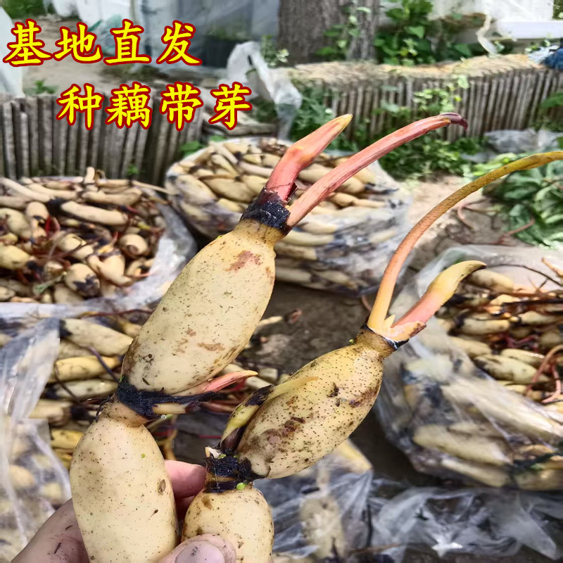藕苗种植食用观赏池塘绿化植物荷花盆栽水养盆景莲藕藕种食用种植