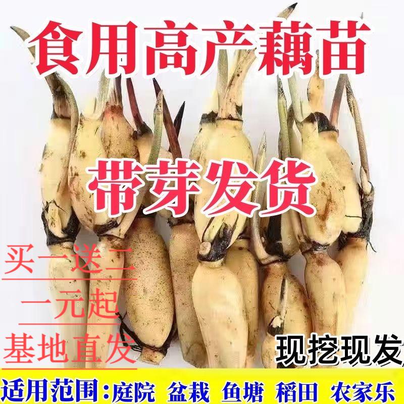 （买一送二）大型高产可食用种苗盆栽池塘种植观赏荷花水养莲藕苗