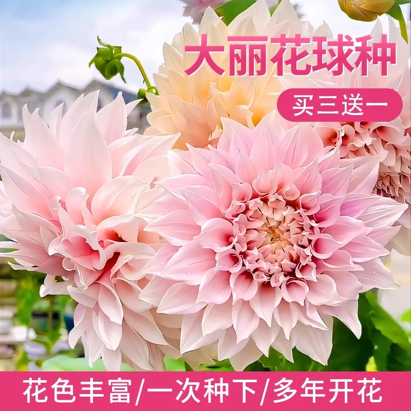 重瓣整株大丽花种球耐寒根茎庭院阳台盆栽地栽多年生花卉地瓜花苗