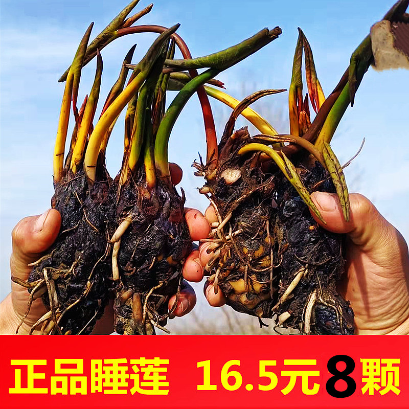 大睡莲水培植物四季荷花睡莲种根苗种子水草莲花池塘盆栽水养花卉