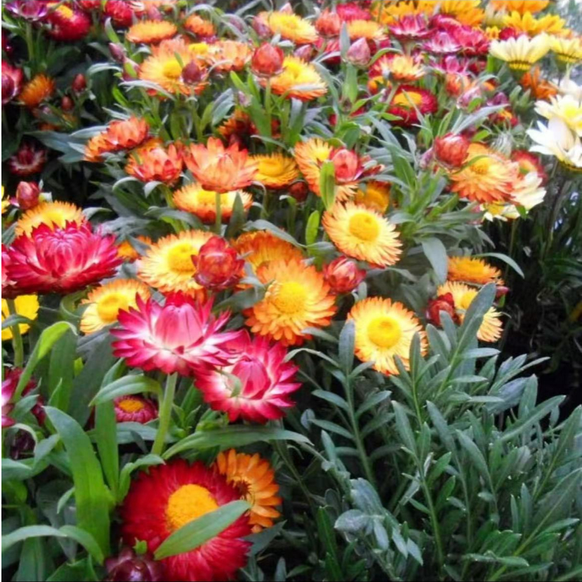 麦秆菊种子蜡菊花种子园林