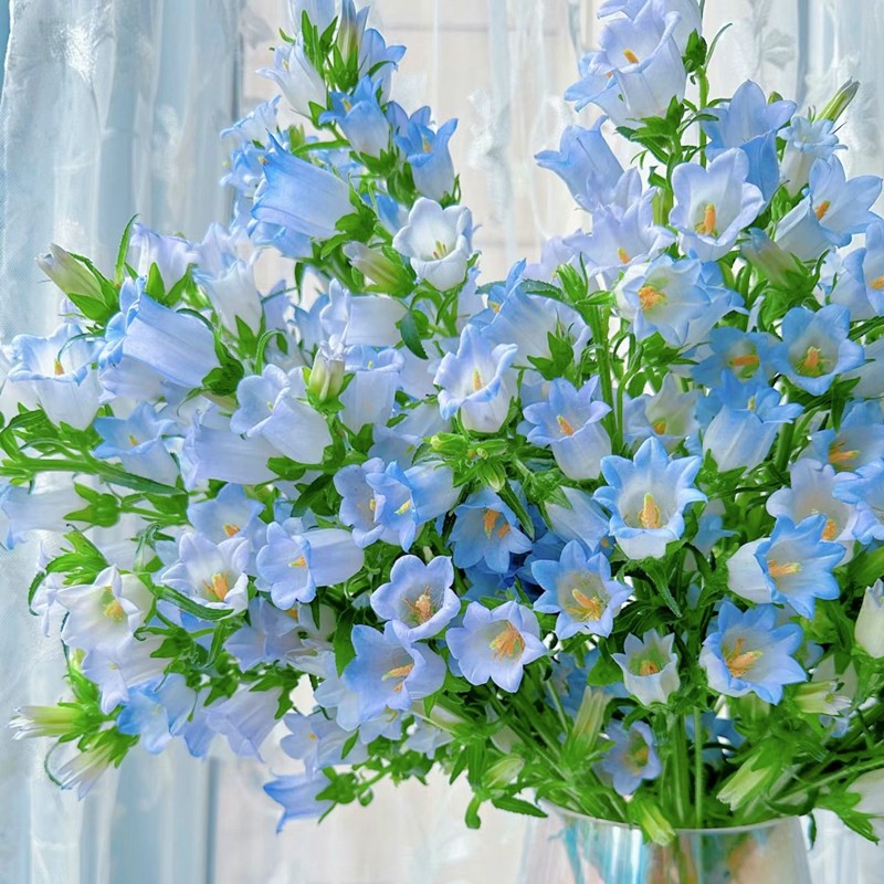 风铃花种子四季播种开花易活花籽盆栽花卉室外阳台庭院花种籽子孑