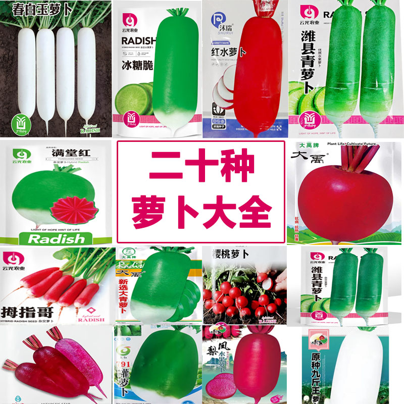 天津沙窝萝卜籽青萝卜红心萝卜种子大全秋季四季山东蔬菜种孑罗卜