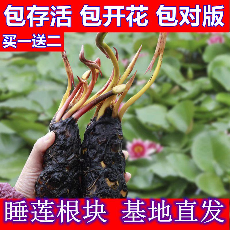 大睡莲根块睡莲种球池塘水池水培植物水生根块花根茎现挖现卖包活