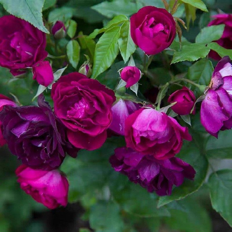 藤本丰花月季雀之舞爬藤蔷薇月季花苗庭院阳台盆栽四季花卉玫瑰花,鲜花速递/花卉仿真/绿植园艺,月季/蔷薇/玫瑰,淘宝优惠券,粉丝福利购,淘宝优惠卷