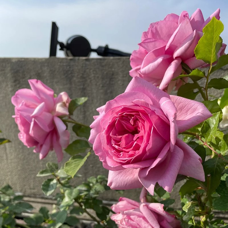 庞巴度玫瑰月季四季浓香灌木大花苗阳台盆栽庭院地栽切花玫瑰欧月