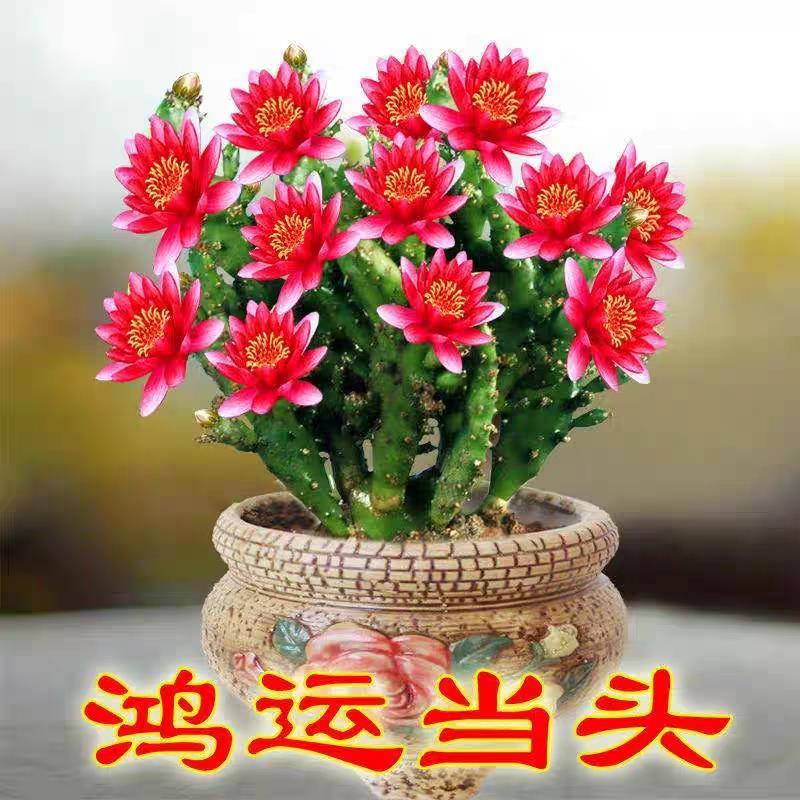 包活开花千手观音仙人掌蟹爪兰重瓣大花浓香四季花卉阳台绿植盆栽