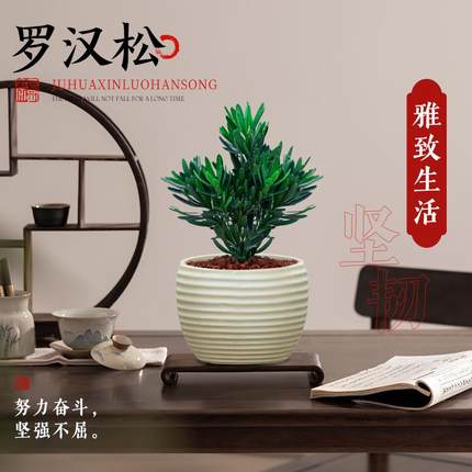 菊花罗汉松室内小型盆栽桌面迷你盆景植物办公室禅意绿植四季好养