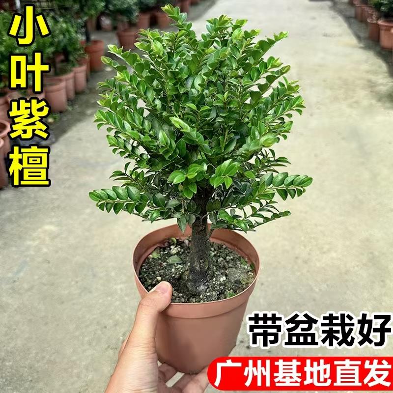 小叶紫檀盆景独杆老桩黑骨茶树苗室内客厅花卉盆栽办公室桌面绿植