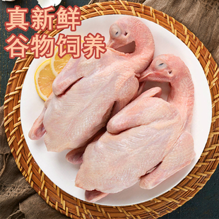 国家地理标志岳阳王鸽农家散养现杀家庭滋补炖汤冷冻冰鲜乳鸽冷运