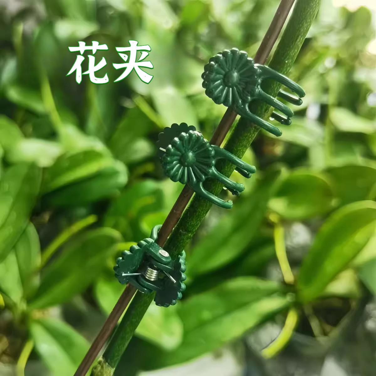 蝴蝶兰支架支撑杆园艺花卉花枝夹子蔓藤爬藤植物固定造型架子包邮