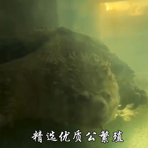 现货爆刺原种佛鳄小鳄龟苗大头凶猛野佛鳄龟亚成佛纯佛拟鳄龟直播