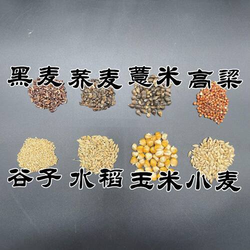 学生观察植物生长日记幼儿园水培种植科学实验花生玉米大豆小盆栽