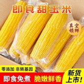 水果甜玉米免煮即食300g10根开袋速食低脂代餐早减新鲜真空装 甜嫩