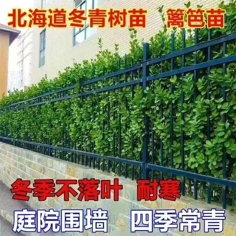 大叶北海道冬青树苗大树围墙篱笆植物四季常青庭院绿篱树苗围边