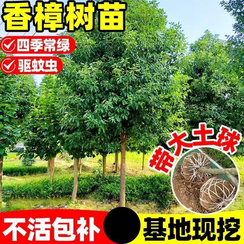 香樟树苗四季常绿驱蚊虫