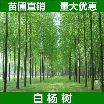 速生白杨树苗行道树乔木苗圃直卖