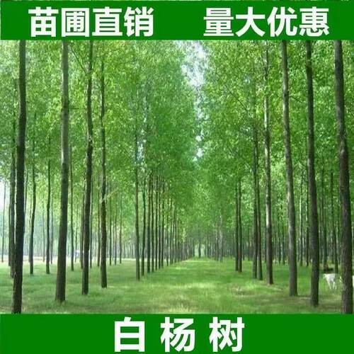 速生白杨树苗行道树乔木苗圃直卖