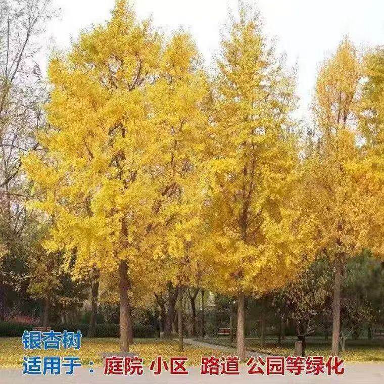 银杏树苗庭院小区道路公园绿化行道树金黄叶四季常绿乔木耐寒盆栽